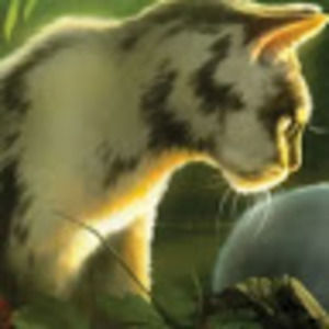 Meet your Posher, Housefinchh